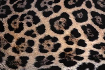 Poster Jaguar fur texture background with beautiful spotted camouflage © David Carillet