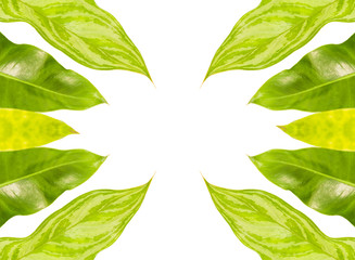 Three green leaves isolated on white