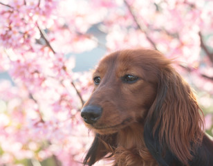 ダックスフンドと春の花