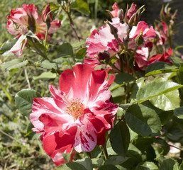 Red and white rose