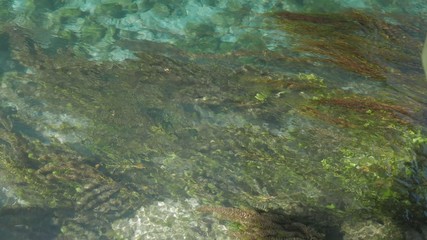 Underwater view of colorful seagrass and shoal, 4k