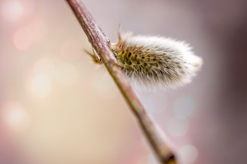 Willow Bud