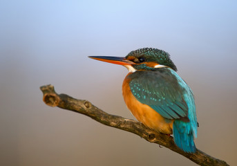 Common kingfisher perching on the branch, with clean background, Hungary, Europe