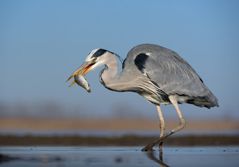 Grey heron standing in the water with big fish in the beak, clean blue background, Hungary, Europe