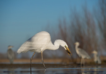 Great white egret in the water with fish in the beak, clean background, Hungary, Europe
