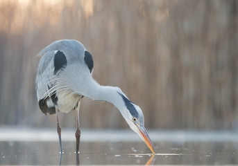 Grey heron fishing in the pond, closeup, beak in the water, clean background, Hungary, Europe