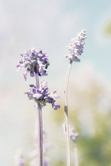 Wild purple salvia flowers( salvia nemorosa),soft focus and vintage color toned.
