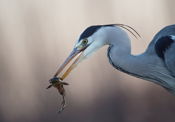 Grey heron with cattle fish in the beak closeup, clean background, Hungary, Europe
