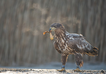 Young white tailed eagle with cattle fish in beak, breathing vapours around his head, clean background, Hungary, Europe