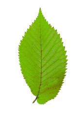 Leaf