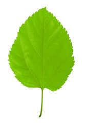 Green leaf isolated on white