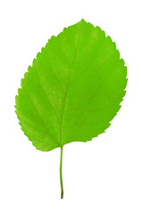 Leaf isolated on white