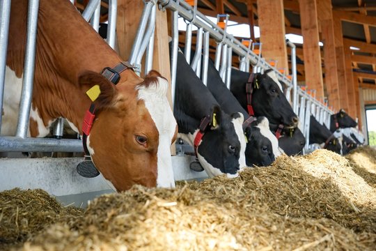 Fressende K&uuml;he im Fressgitter, Nahaufnahme