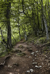 Summer green forest, hard rocky road and tree roots