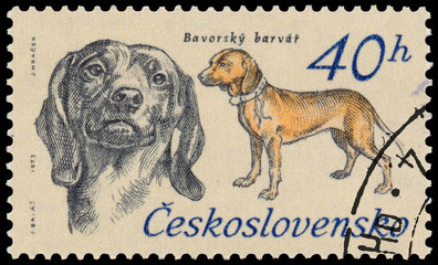 Stamp printed in Czechoslovakia shows Bavarian Mountain Bloodhou
