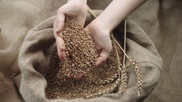 human hand touching selected grain Golden wheat in jute sack, quality new crop, slow motion