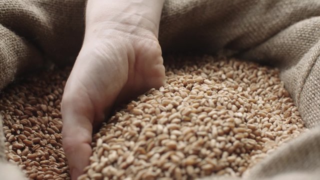 human hand touching selected grain Golden wheat in jute sack, quality new crop, slow motion