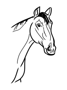 Graphic image of a horse's head in the form of contour lines of black. Vector on white background.