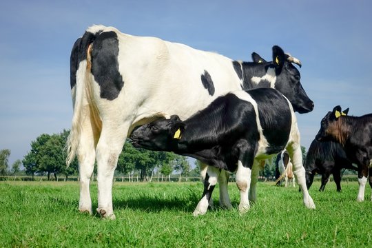 Ein Kalb s&auml;ugend am Euter der Mutterkuh auf einer Kuhweide