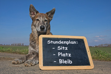 Hund mit Tafel, Hundeschule