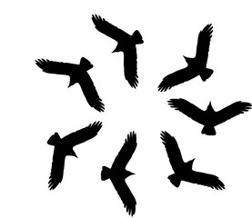 circling birds 