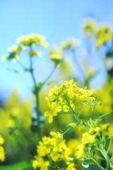 菜の花と青空