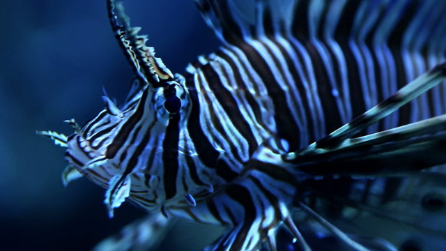 Red lionfish (Pterois volitans) underwater panning shot