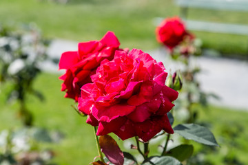 Beautiful Red Roses in Green Garden