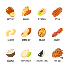 Cartoon nuts set - hazelnut, almond, pistachio, pecan, cashew, brazil nut, walnut, peanut, coconut, pumpkin seeds, sunflower seeds and pine nuts. Vector illustration, eps 10.