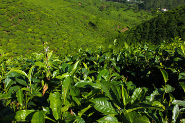 Tea leaves at the plantation