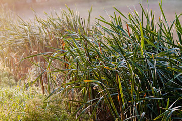 Green reed at the pond