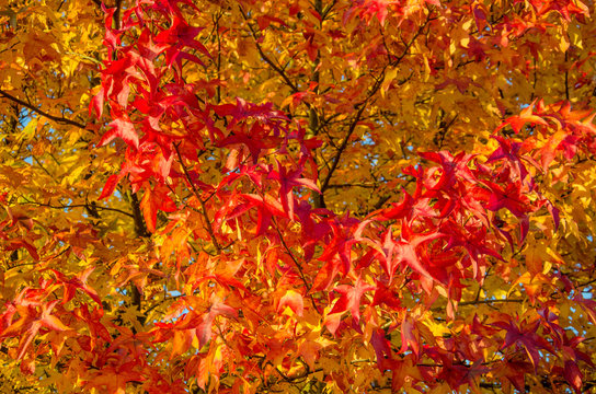 Bunter Herbstbaum im Oktober