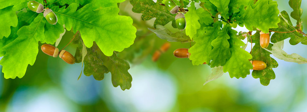 image of acorn on a green background