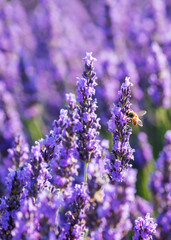 Lavender flowers with a bee, close-up, vertical shot. Valensole, Provence, France