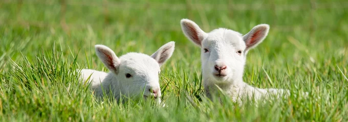 Vlies Fototapete Schaf Zwei Lämmer liegen im langen Gras, Banner