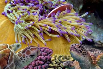 Naklejka premium Colorful coral reef with many fishes and sea turtle. Red Sea, Eg