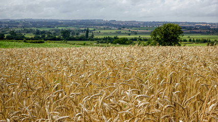 Golden Wheat Field. Rolling Countryside