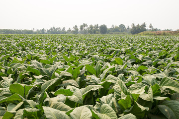 Fototapeta premium Green Tobacco