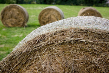 Round Hay Bales In Field. Agricultural Farming