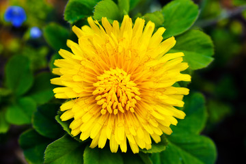 Dandelion with green leafs