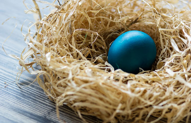 Obraz premium Nest with blue painted easter egg