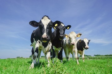 Vier Rinder auf einer Sommerwiese, kuriose Formation