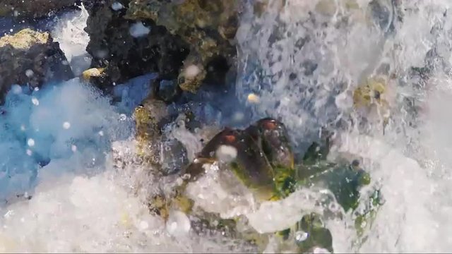 Crab jumps from rock to rock