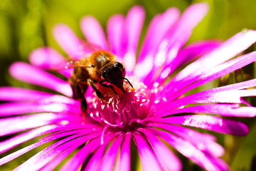 Bee on a flower