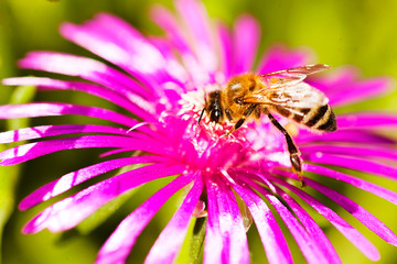 Bee on a flower