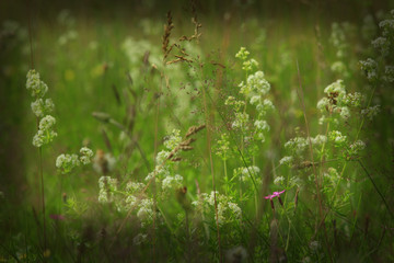 dark image of meadow flowers in the green grass