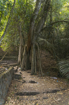 Indonesien; Trunyan, ( Terunyan) , Bali Aga Dorf, Friedhof. "Beerdigung &uuml;ber der Erde".
