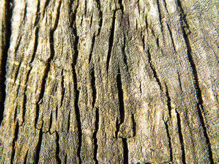 Wooden texture