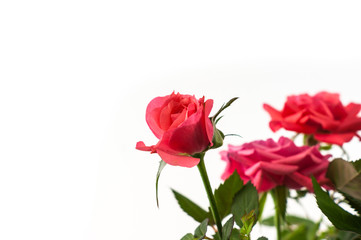 Fototapeta premium Pink roses closeup on the white background. Valentine day