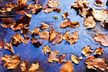 Yellow leaves in the plash